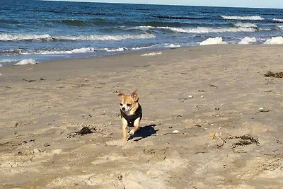Wassergrundstück - Urlaub mit Hund