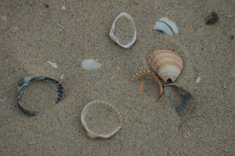 Conchas en la playa